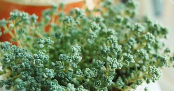 多肉植物怎么养才不会死