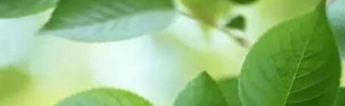 分享创意植物标本手工制作