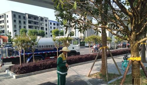 桂花叶子干枯怎么办