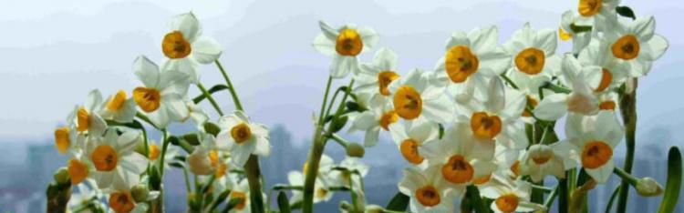 怎么养水仙花