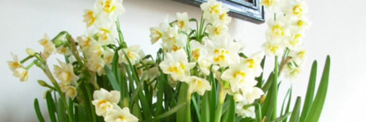 水仙花花语是什么