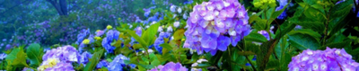 紫阳花是什么