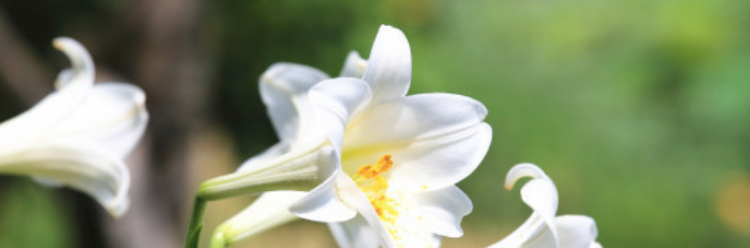 百合花花语是什么？