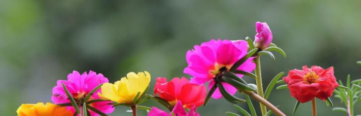 太阳花花语是什么？