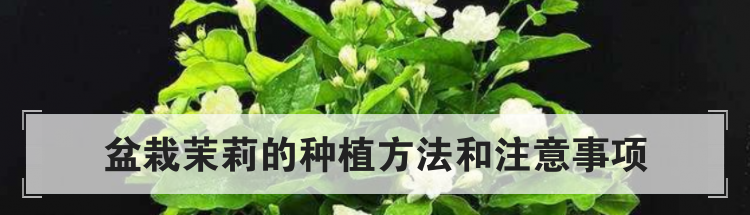 盆栽茉莉的种植方法和注意事项