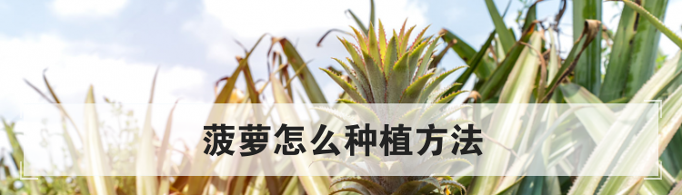 菠萝怎么种植方法