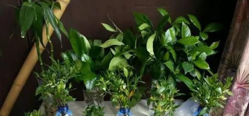 怎么养栀子花盆栽水培