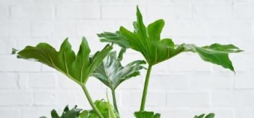 养春雨植物有哪些注意事项