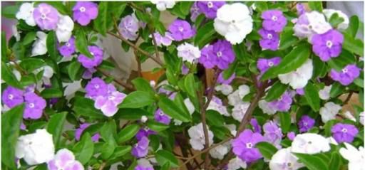 如何养双色茉莉花