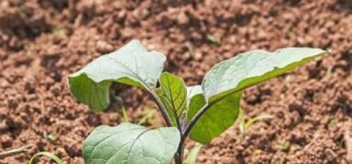茄苗移植有哪些方法