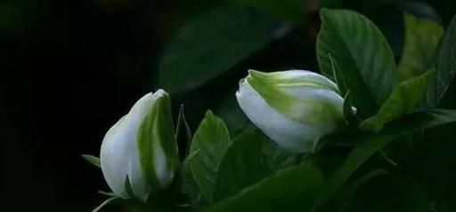 如何养护栀子花