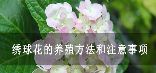 如何养殖绣球