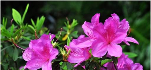 杜鹃花开花后需要注意什么