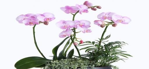 蝴蝶兰开花后有哪些注意事项
