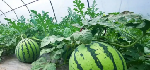 西瓜种植都需要注意哪些呢?