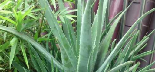 芦荟养殖和浇水方法