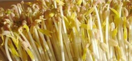 豆芽的生长过程注意事项