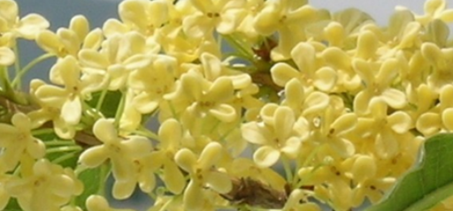 桂花树不开花是什么原因