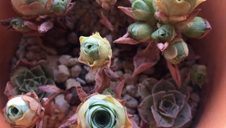 山地玫瑰多肉植物如何养殖