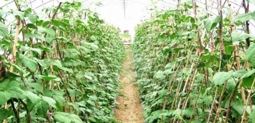 豆角怎么样种植