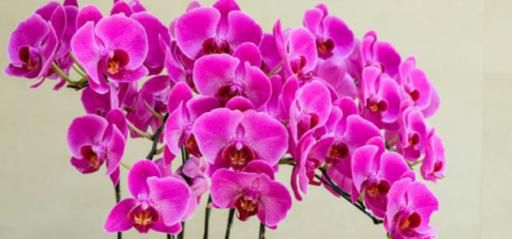 蝴蝶兰开完花要怎么养