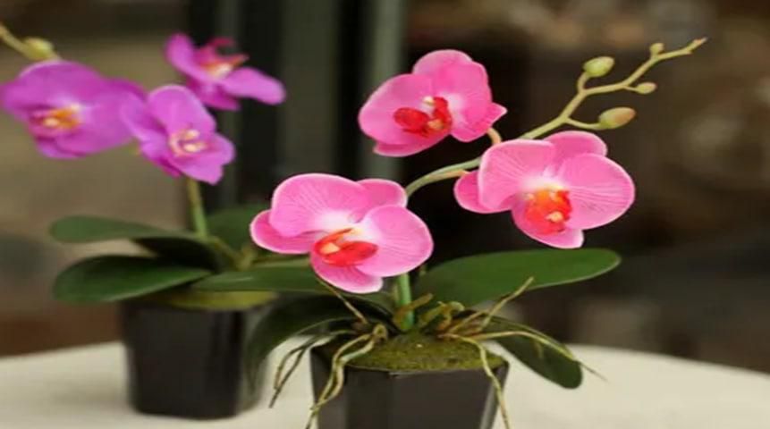 蝴蝶兰开花以后如何剪枝