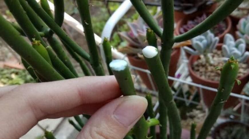 光棍树的养殖方法和注意事项分别为哪些