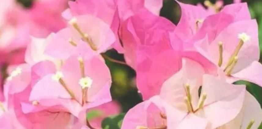 三角梅春天不发芽要怎么办呢