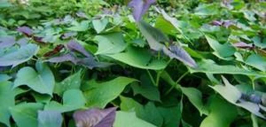 红苕尖怎样种植才能高产量呢
