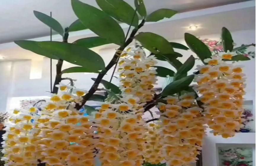 球花石斛花的功效与作用有哪些