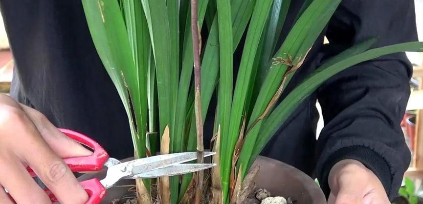 兰花怎样施肥才能花多芽多观赏价值高