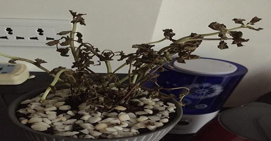 薄荷叶发黑掉叶发焦的处理方法