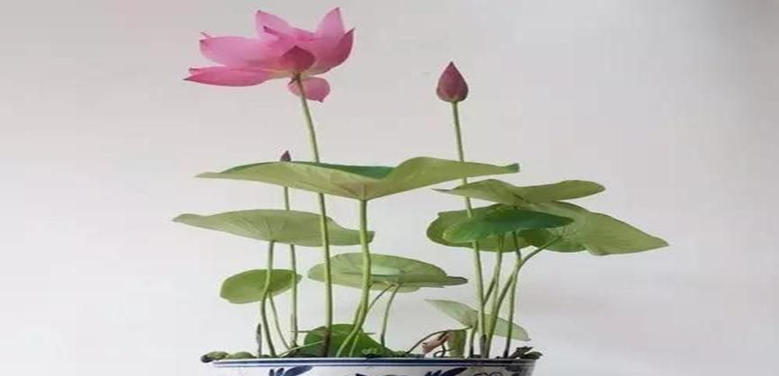 水缸里适合养什么植物呢