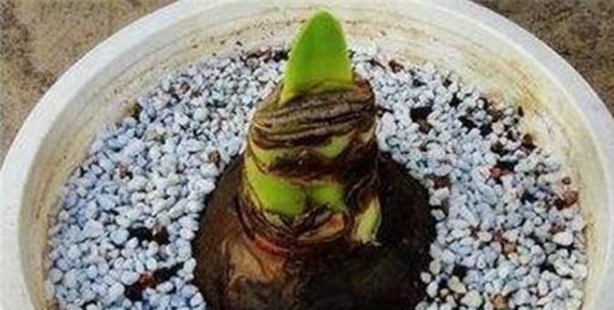 朱顶红的繁殖方法