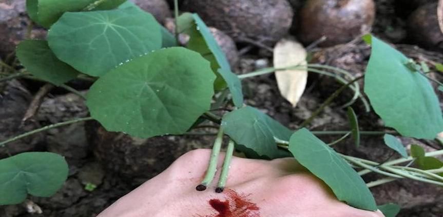 地不容的繁殖方法
