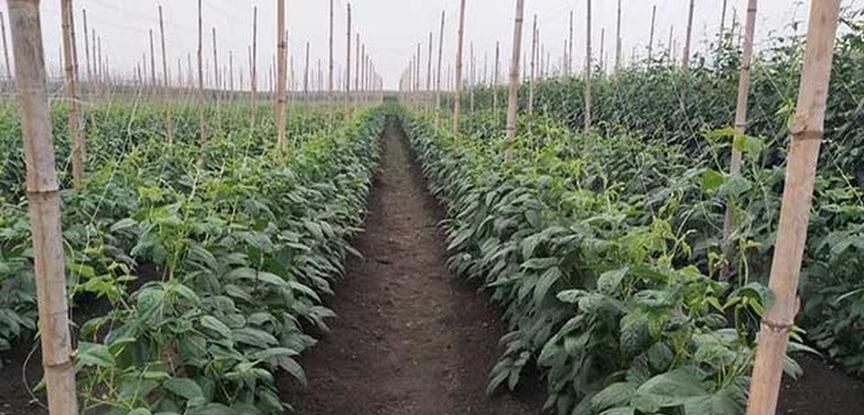 豇豆的种植时间和种植方法是怎么样的