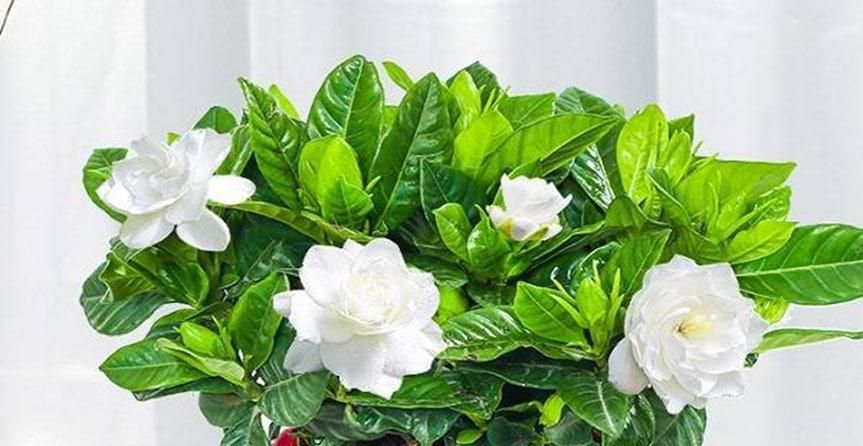 桅子花怎么浇水合适