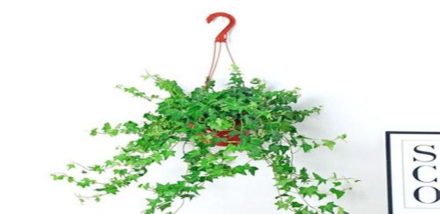 常青藤的养殖注意事项有哪些