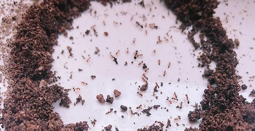 如何处理花盆里的蚂蚁呢