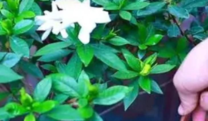 摘的栀子花养水里要怎么养合适
