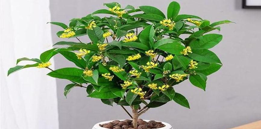 四季桂花要怎么修剪才好