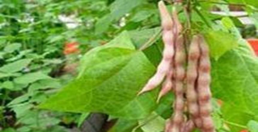 芸豆光开花不结果怎么办最好