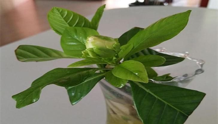 栀子花苞插水里怎么做开花快呢