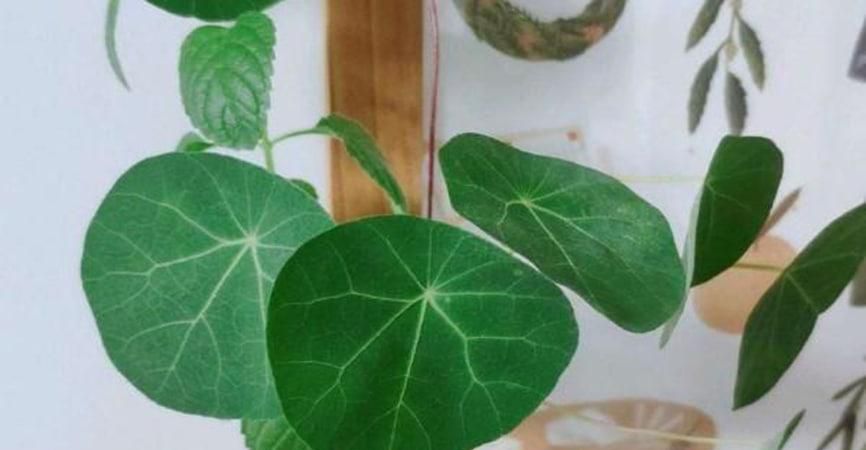 山龟植物怎么养最好