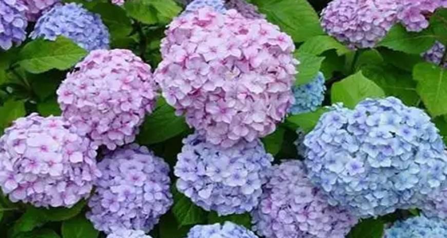 锈球花如何修剪最好