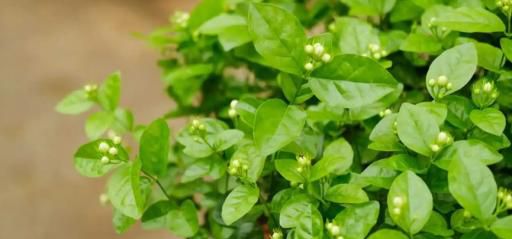 茉莉花开完了怎样才能第二次开花