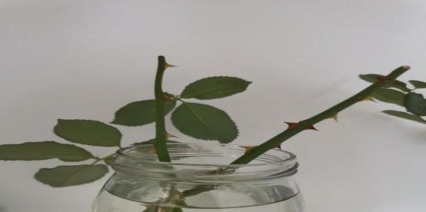 玫瑰花如何修剪枝条较好