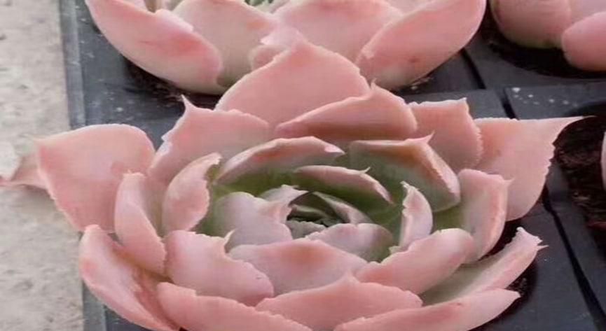 樱花锦多肉怎么养活呢
