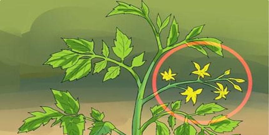 番茄要怎么修剪才合适