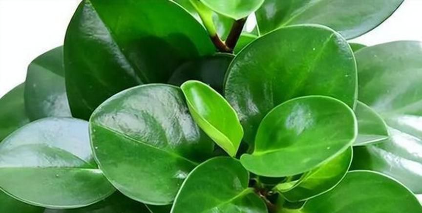 绿色植物的养护小窍门有哪些